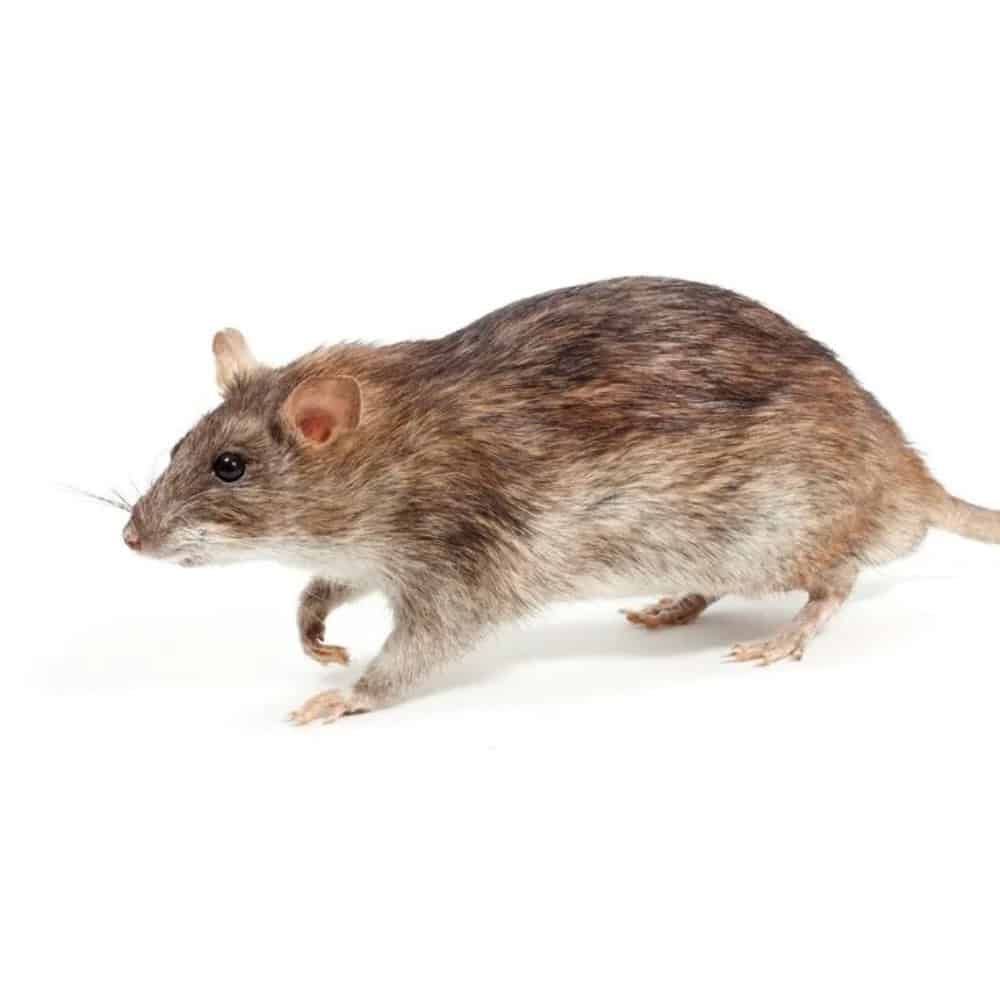 Rodent Control